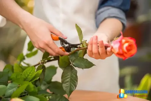 Curso de Floristeria, aprende a hacer arreglos florales